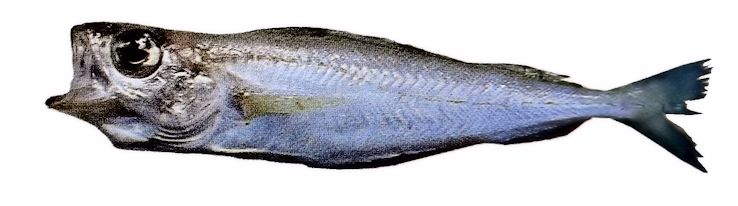 Trisopterus esmarkii_099115